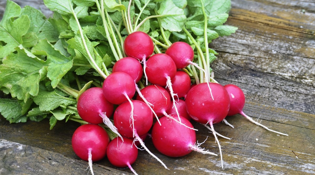 Close-up of a bunch of ripe Sora radishes on a wooden surface. The radish has small, rounded roots with bright red skin and green, lobed, oval-shaped leaves.