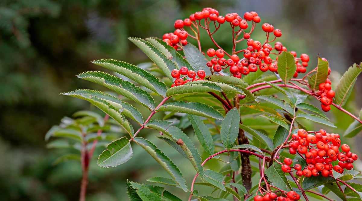 Close-up of American Mountain Ash with bright red clusters of small berries. The compound leaves are pinnate, with serrated leaflets, dark green.