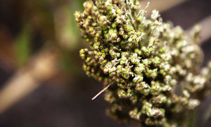 Sorghum flower