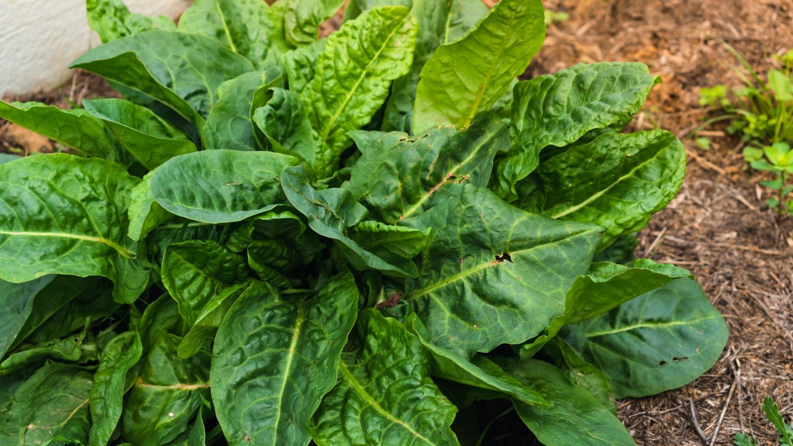 Close-up of a growing Sorrel in a bed with mulched soil. Sorrel is distinguished by its slender, arrow-shaped leaves that are vibrant green. The leaves have a glossy texture and are slightly wrinkled.