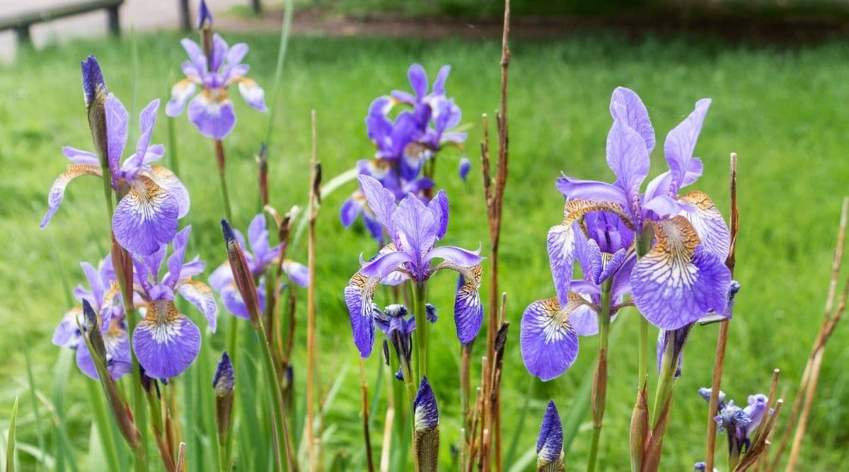 Southern Blue Flag