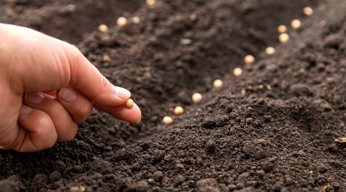 Close-up of female hand sowing seeds into the soil outdoors. Seeds are small, rounded, and beige. The soil is loose, and dark brown.