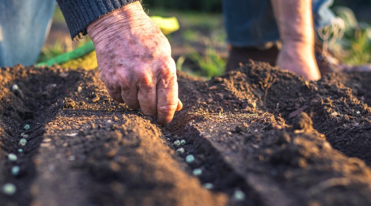 sowing seeds outdoors