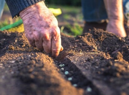 sowing seeds outdoors