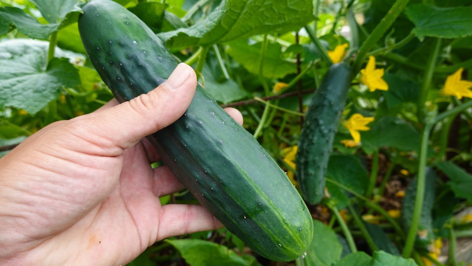 Close-up of a man's hand holding a freshly picked 'Spacemaster 80' cucumber against a background of cucumber plants. The 'Spacemaster 80' cucumber plant displays compact growth with bushy foliage, dark green leaves, and cylindrical fruits with dark green skin and a slightly pimply texture.