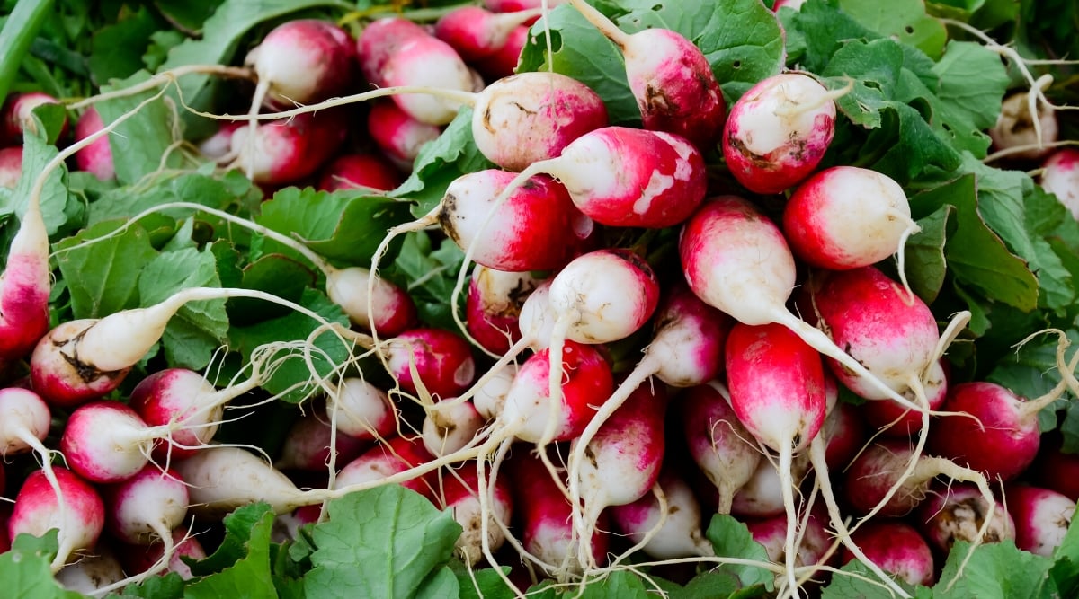 Close-up of a large bunch of ripe Sparkler radishes among green foliage. The Sparkler radish is a family heirloom that is round in shape and has a bright red top that fades to white at the bottom.