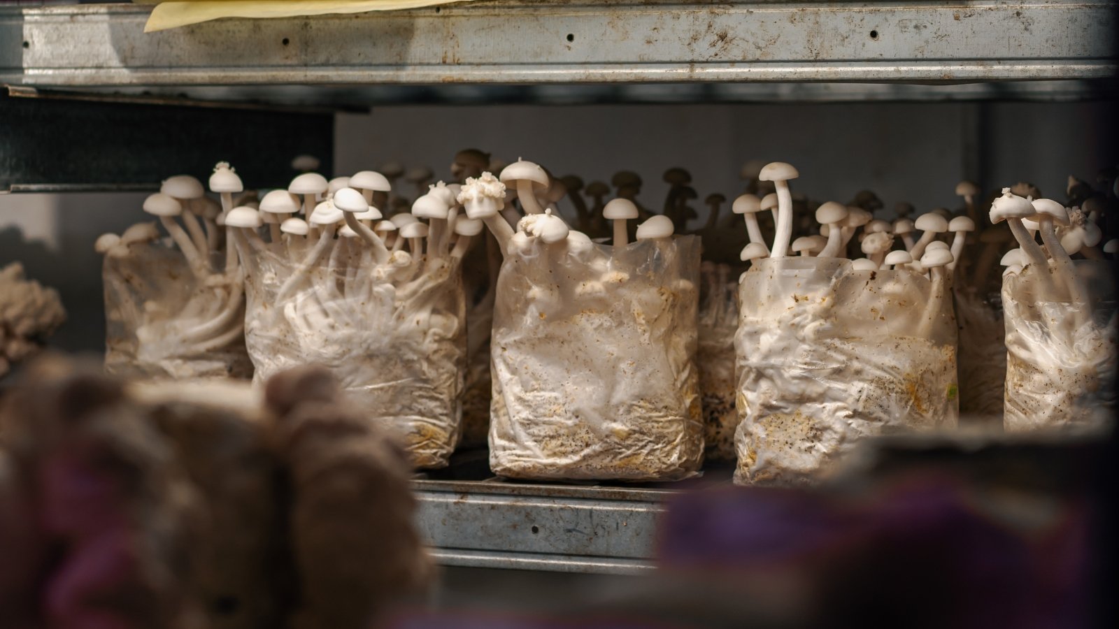 Transparent bags filled with a grain-based growing medium arranged neatly on industrial shelves in a storage space.