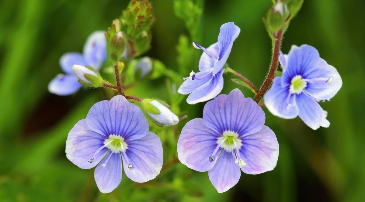 Speedwell