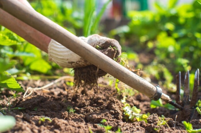 A gloved hand pulls a weed out of the soil next to a resting hoe.