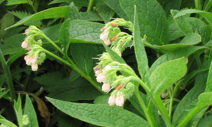 Spent comfrey flowers