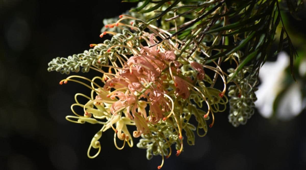 Spider Flower Peaches and Cream