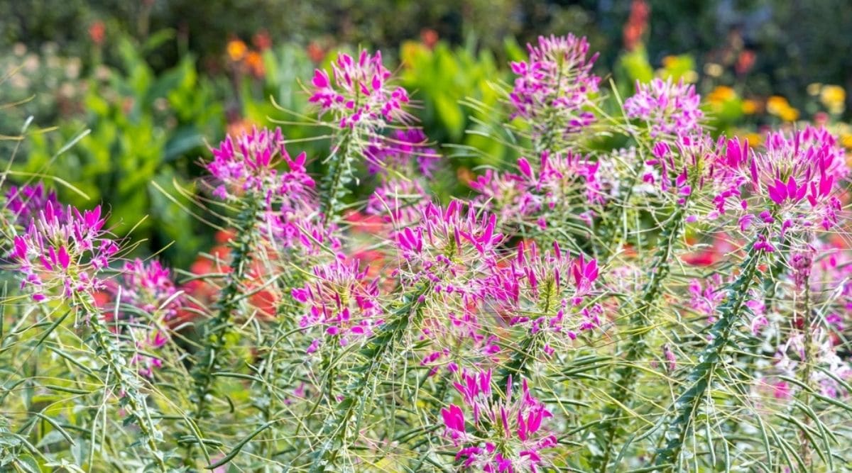 Spider Flower