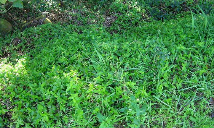 Spiderwort invasive