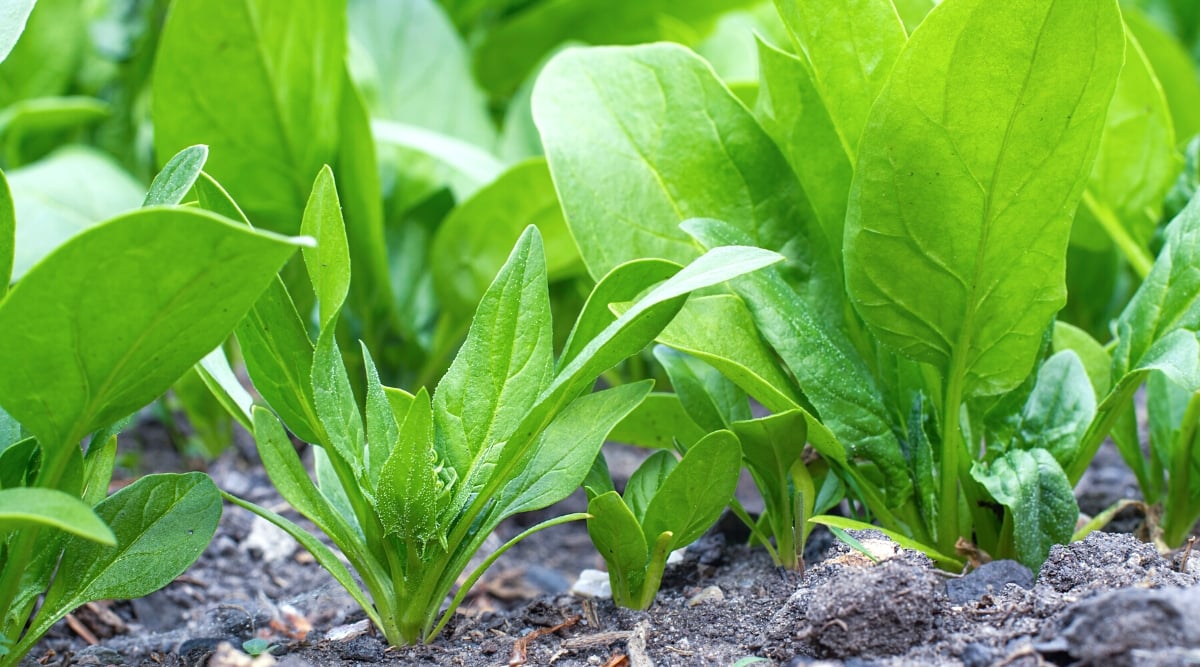 Close-up of a growing spinach on a garden bed. Spinach is a leafy green vegetable with a rosette growth habit, with a central cluster of leaves radiating from a short stem. Spinach leaves are large, smooth, glossy, dark green. The shape of the leaves is oval.