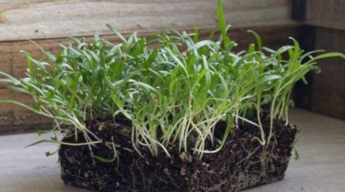 Spinach microgreens