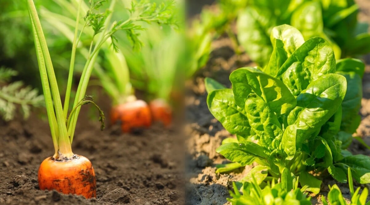 spinach with carrots