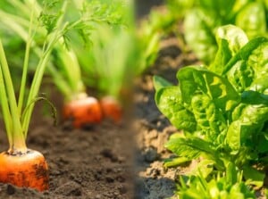 spinach with carrots