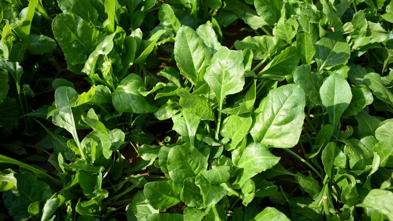 Close-up of a Spinach growing under sunlight. Spinach is characterized by its vibrant green, tender leaves that are broad and oval-shaped. Spinach plants grow in compact rosettes, with leaves emerging from a central stem.