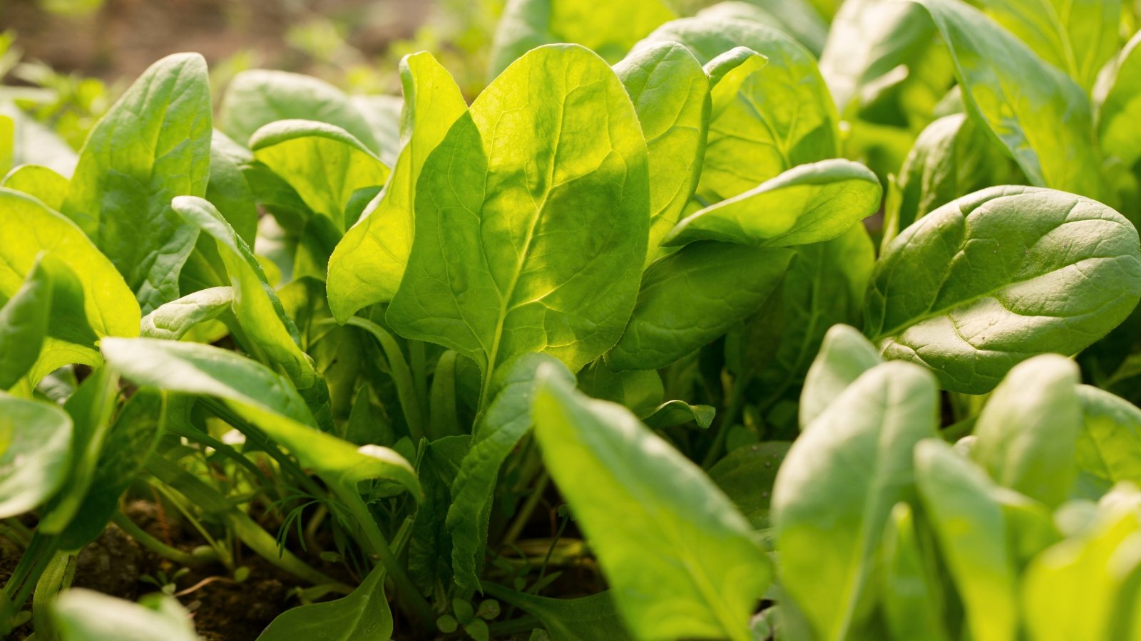 Spinach presents tender, dark green oval leaves growing in rosettes.