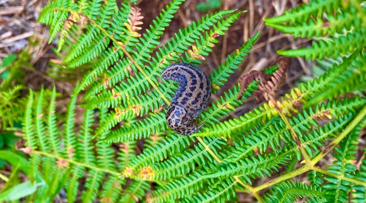 Close-up of spotted forest slug, scientifically known as Lehmannia marginata, on fern leaves. Lehmannia marginata is a type of terrestrial gastropod mollusk commonly found in forested and damp habitats. This slug has a cylindrical and elongated body. Its body is brown in color and decorated with noticeable black stripes and spots.