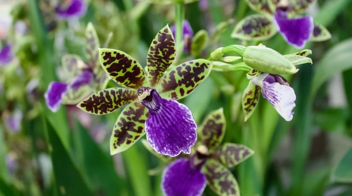 Spotted Zygopetalum