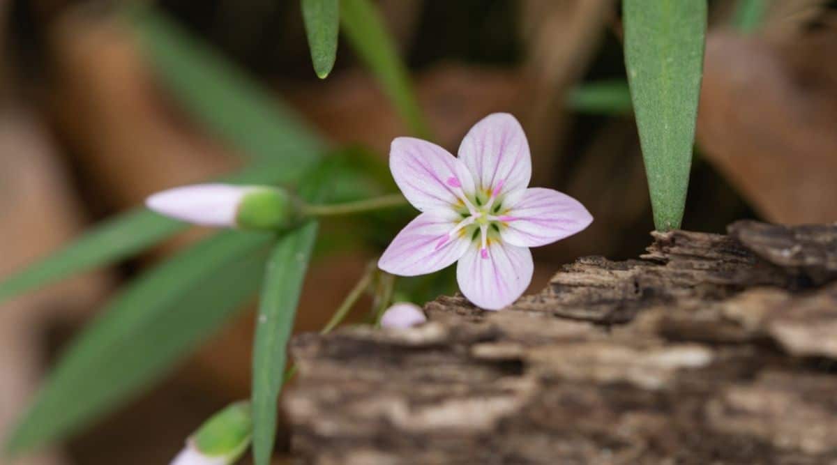 Spring Beauty