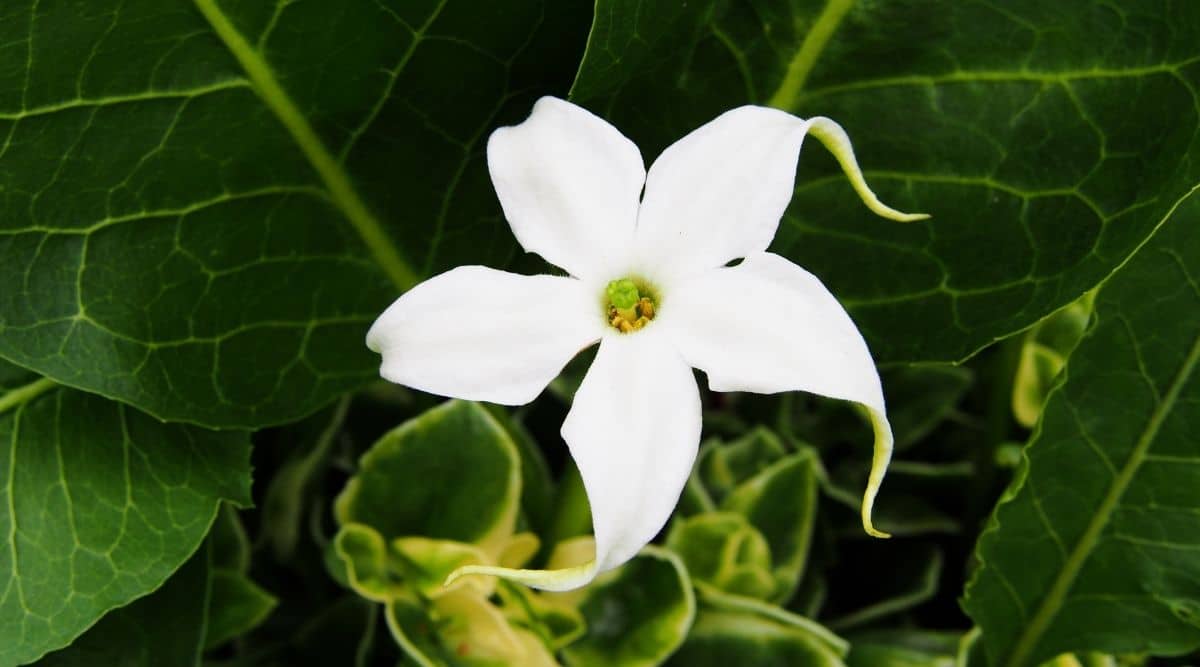 Spring Blossom