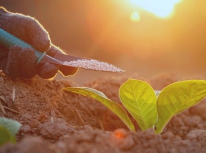 Spring fertilizing. Close-up of a gardener's hand in a black glove applying fertilizer to young lettuce in the spring garden. He applies fertilizer with a blue garden trowel. The salad has a rosette of oval, oblong, wide green leaves.