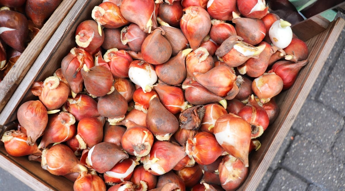 Top view, close-up of a large wooden crate full of tulip bulbs. Tulip bulbs are small, oval-shaped structures with a brown, papery outer skin. They have a rounded bottom where the roots develop and a pointed top from which the shoot emerges.