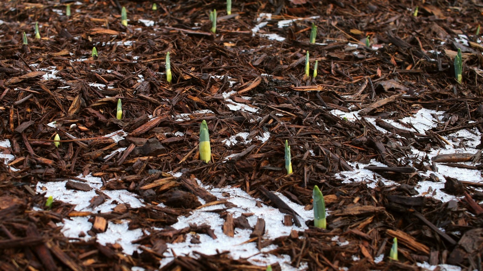 Close-up of mulched ground with green tulip and daffodil bulb shoots. The mulch is covered in some places with a thin layer of snow. Mulch consists of tree bark.