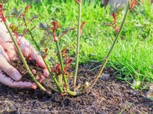 spring rose care. Close-up of women's hands applying compost fertilizer to a rose bush in the spring garden. The rose bush consists of strong, upright, trimmed green stems covered with small sharp thorns and several young deciduous shoots of a reddish hue.