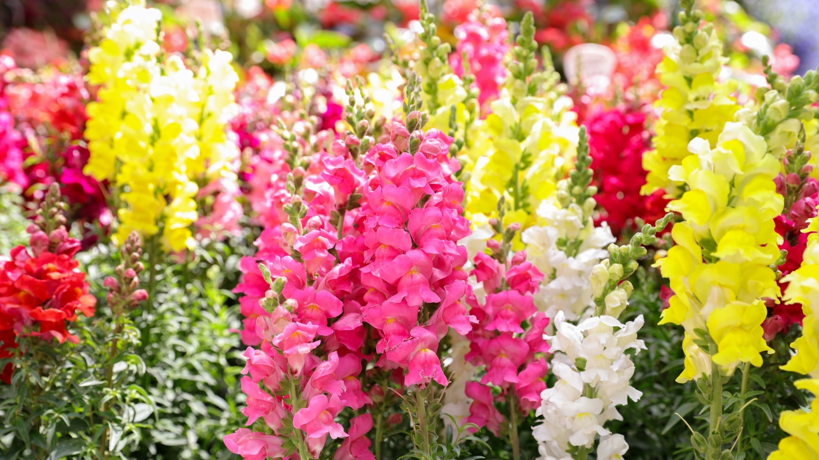 Vibrant snapdragons in shades of pink, yellow, and white, soaking up the sunlight with their delicate petals and vivid colors, creating a picturesque scene in the garden.