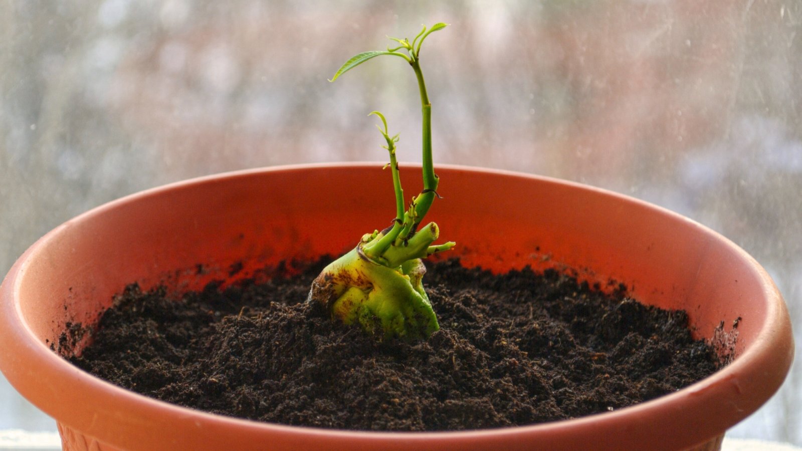 Close-up of mango sprout emerges from the seed in the flowerpot, showing casing delicate, pale green leaves unfurling from the top, promising the growth of a future tropical delight.