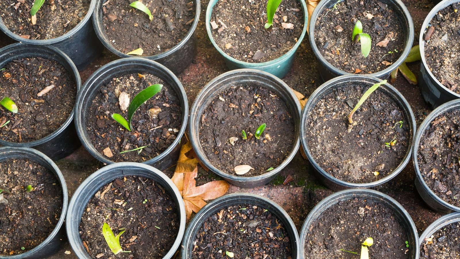 Top view of many black plastic pots with Clivia miniata plant seedlings.