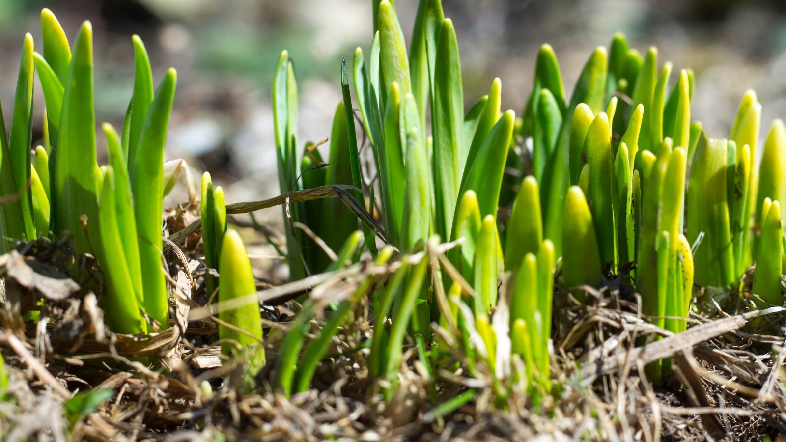 Close-up of young shoots of daffodils with mulched soil in a sunny spring garden. A daffodil sprout emerges as a slender, pale green shoot from the bulb, quickly developing into a cluster of sturdy, strap-like leaves. These leaves are a vibrant green color and have a smooth texture, growing in a tufted arrangement around the base of the stem.