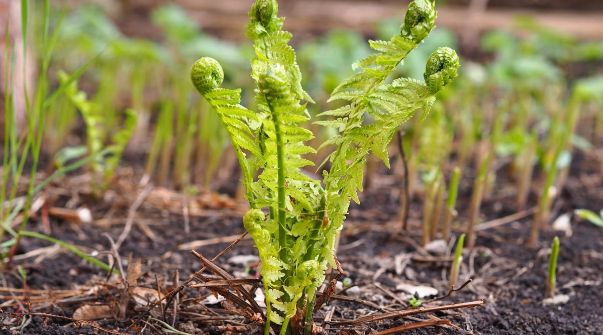 Close-up of sprouted fiddlehead ferns in a sunny garden. The plant produces vertical, feathery leaves. Each branch consists of many leaflets arranged along a central stem, forming a circular pattern, arching gracefully outward as it grows. At the tips, the leaves form spiral formations of tightly packed leaflets.