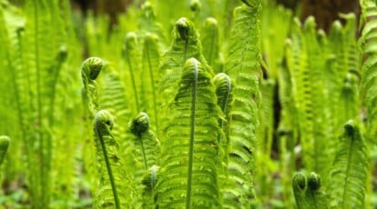 sprouts of ostrich fern