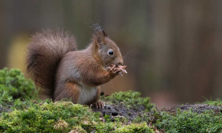 Squirrel eating hazelnut