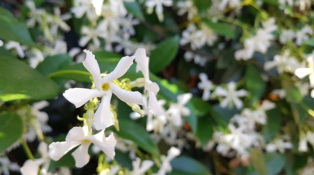 Star Jasmine