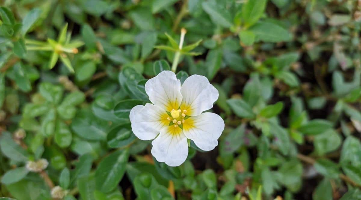 Starry Eyes Flower