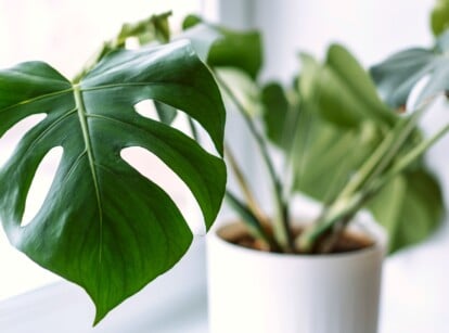 Close-up of a Monstera houseplant in a white pot on a light windowsill. This is the most popular tropical plant among statement houseplants and has an iconic appearance. This tropical plant features large, heart-shaped leaves with dramatic splits and holes that resemble Swiss cheese. The leaves are glossy and dark green.