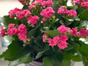 Close-up of blooming Kalanchoe blossfeldiana - one of the popular statement succulents. Kalanchoe blossfeldiana, commonly known as the Flaming Katy, is a compact and charming succulent plant. With its thick, fleshy, dark green leaves, the plant forms a rosette structure. The vibrant and eye-catching flowers of bright pink are small, and cluster together in dense, upright clusters, creating a stunning floral display.