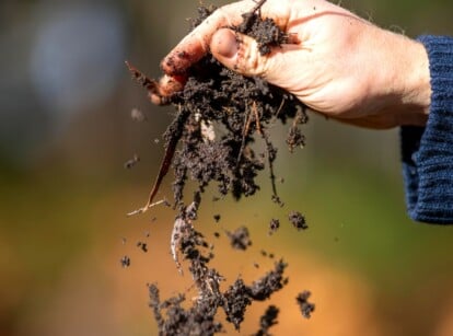 sterilize compost. Close-up of a man's hand pouring a pile of compost from his palm against a blurred green background. Compost, the end product of the decomposition process in a compost pile, is characterized by its dark, crumbly texture and earthy aroma. Compost is composed of decomposed organic matter such as kitchen scraps, yard waste, and plant material, broken down by microorganisms and other decomposers over time.