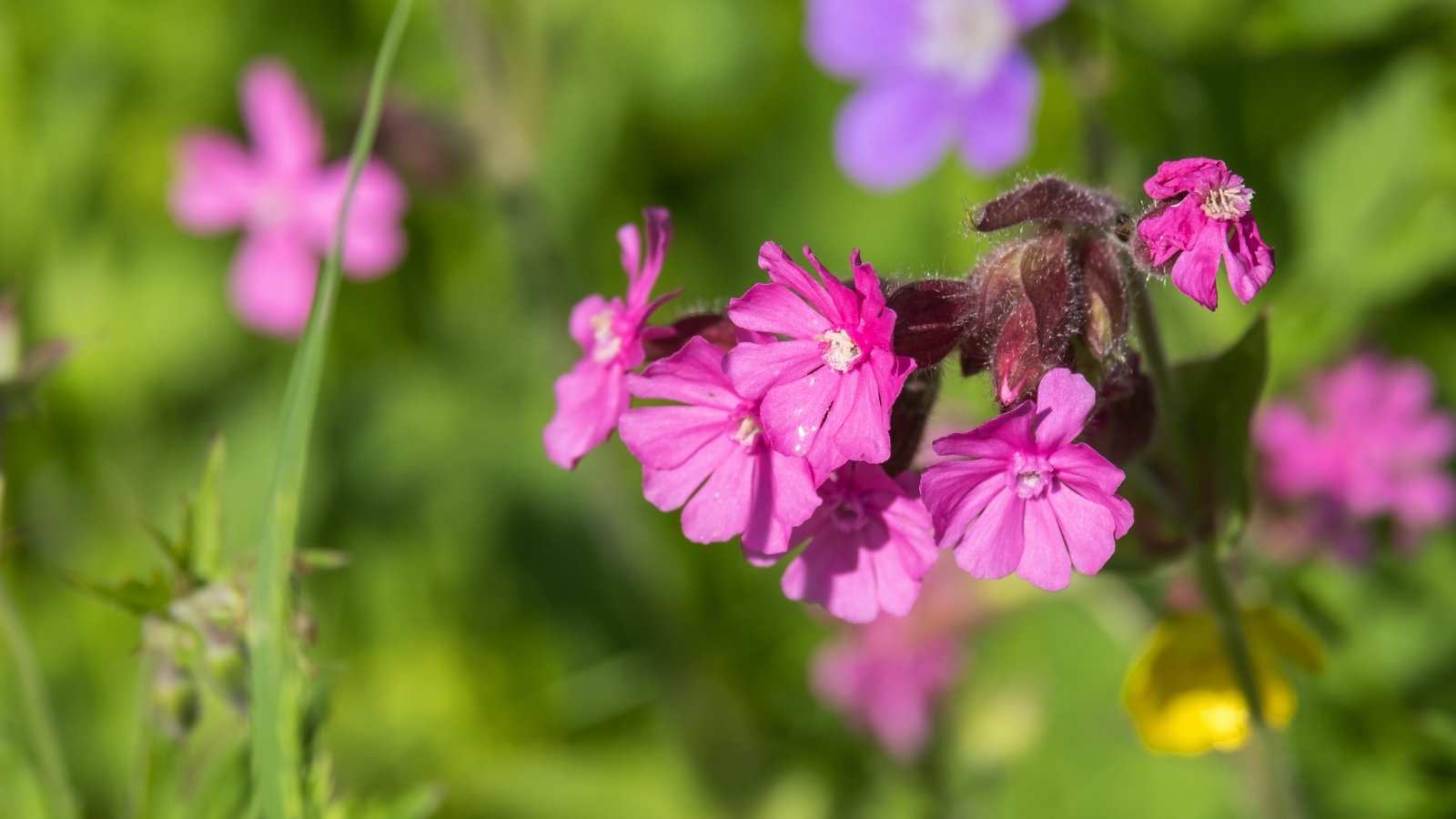 Purple blossoms bask in sunlight, surrounded by verdant foliage in a soft blur, creating a serene botanical scene with hues of lavender and green.