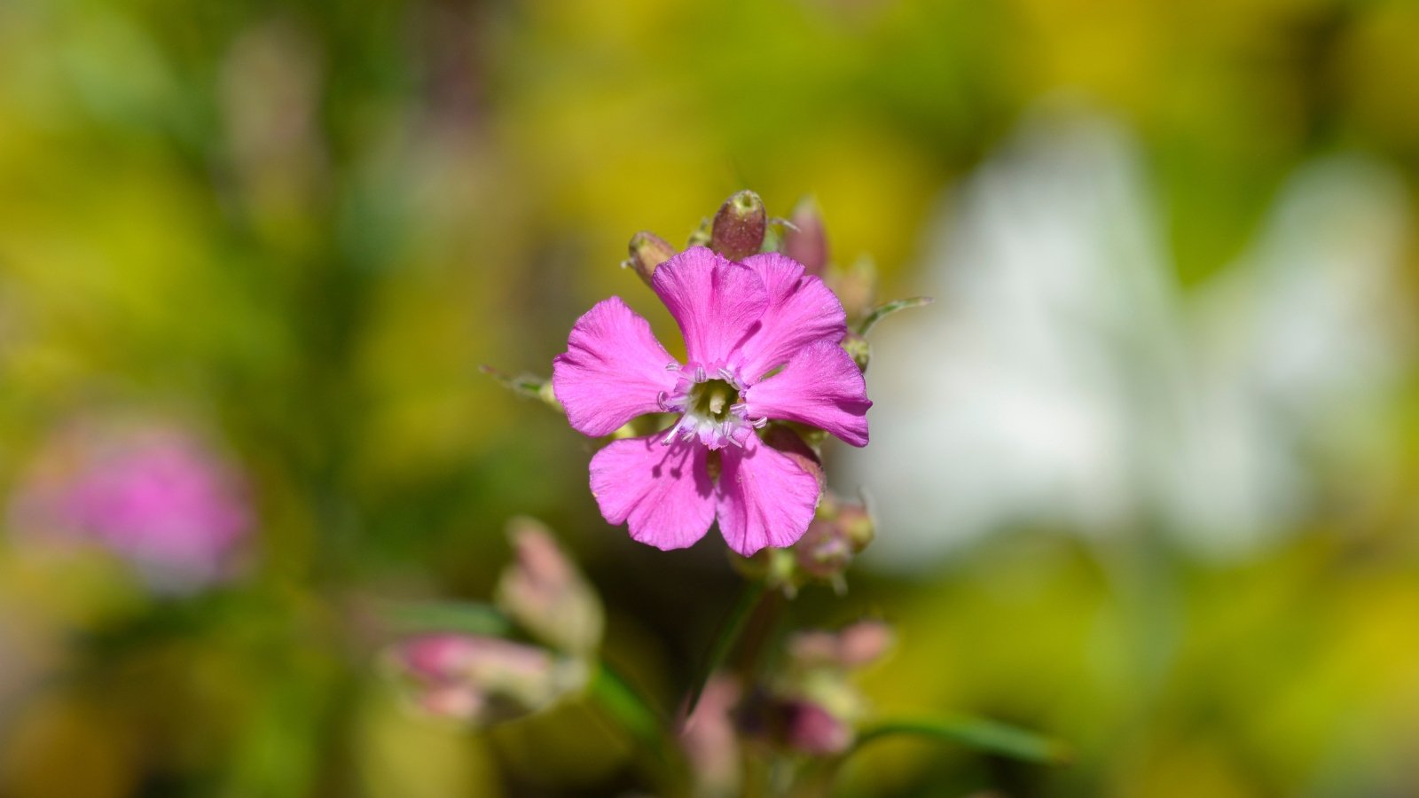 A close-up of a purple catchfly flower glistens in sunlight against a backdrop of blurred lush greenery, its delicate petals capturing the warmth of the day.