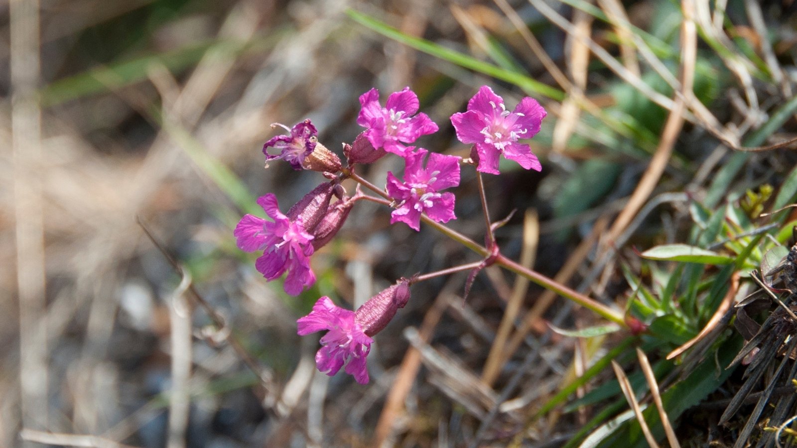 Vivid purple blossoms illuminated by the sun's warm rays, inviting pollinators with their sweet nectar and intricate petals.