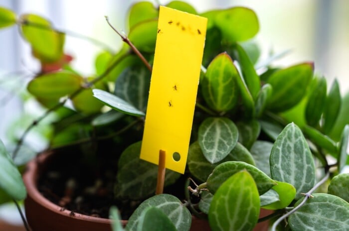 Sticky traps houseplants. Close-up of a yellow sticky insect trap stick stuck into the soil of a potted Dischidia ovata plant, on a light windowsill. Dischidia ovata, also known as the Watermelon Dischidia, is a distinctive trailing plant with charming succulent foliage.The leaves are small, fleshy, and round, resembling miniature watermelon slices with green and silver patterns. The succulent leaves grow closely along trailing stems, creating a cascading effect. There are several fungus gnats pests stuck on the yellow sticky stick.