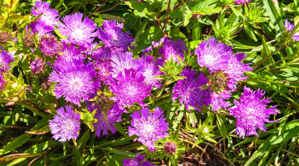 A closeup of a Stokesia Laevis flower that boasts a cluster of mesmerizing, lavender petals arranged in a symmetrical formation. The vibrant cluster sits in a lush garden under the sun.