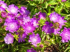 A closeup of a Stokesia Laevis flower that boasts a cluster of mesmerizing, lavender petals arranged in a symmetrical formation. The vibrant cluster sits in a lush garden under the sun.