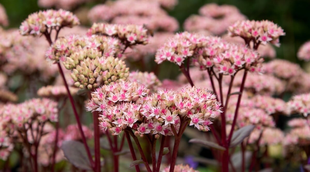 A cluster of pink stonecrop flowers, delicately held aloft by deep purple stems. In the blurred background, additional blooms of these charming flowers create a picturesque scene, adding to the allure of the composition.